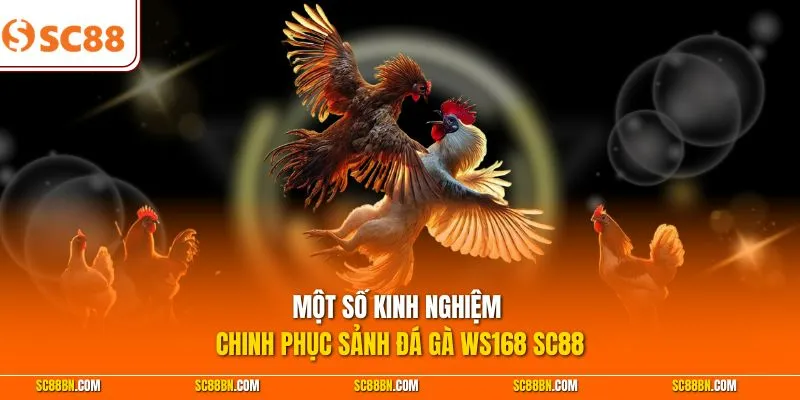 Một số kinh nghiệm chinh phục sảnh đá gà WS168 SC88