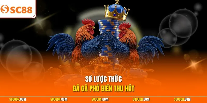 Sơ lược thức đá gà phổ biến thu hút 